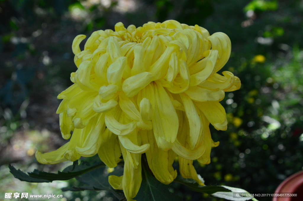 菊花