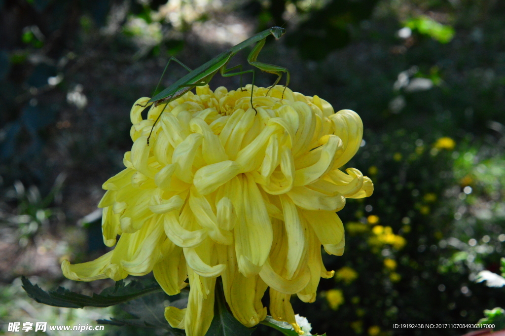 菊花