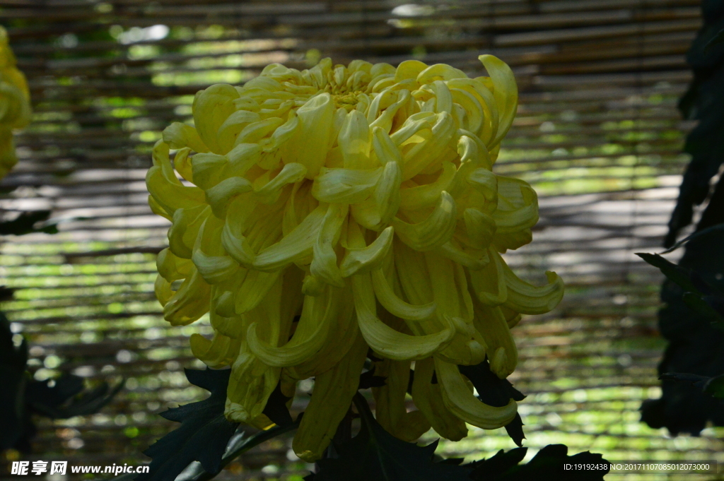 菊花