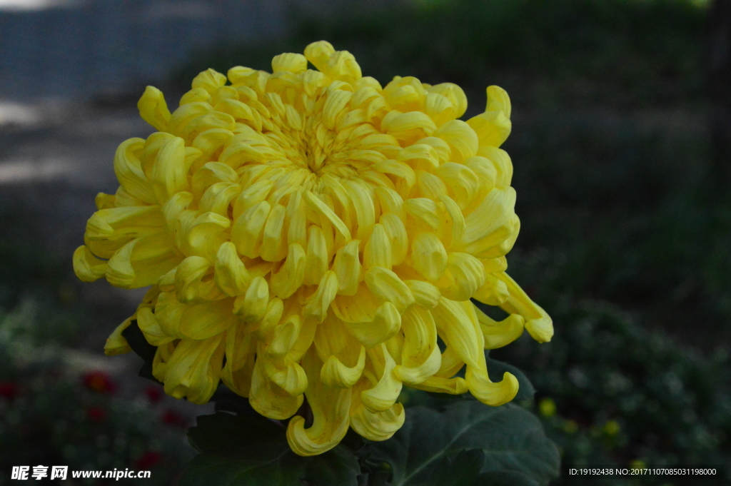 菊花
