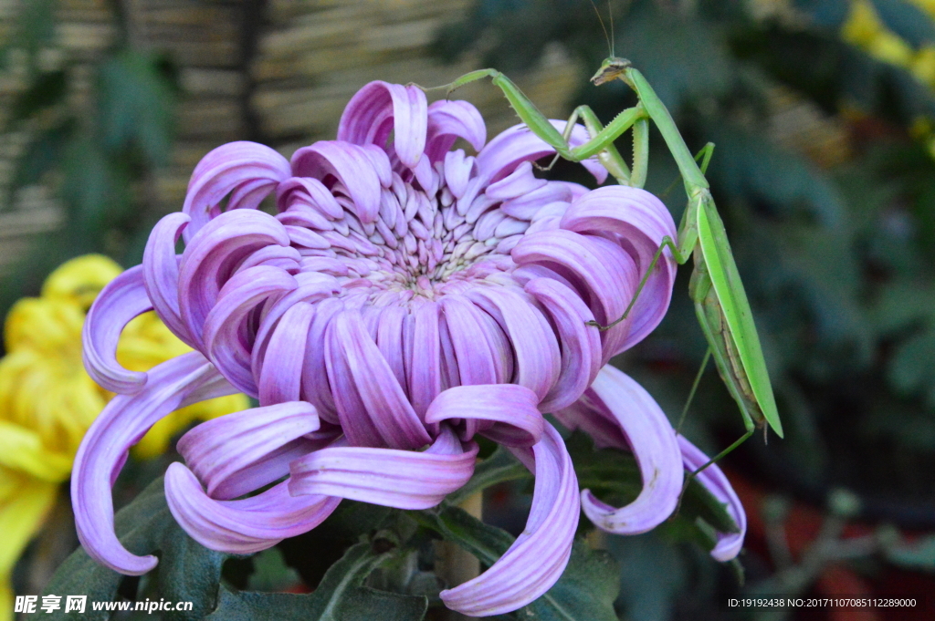 菊花