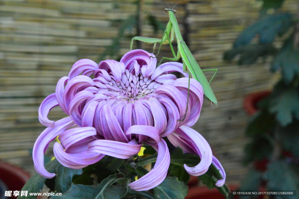 菊花