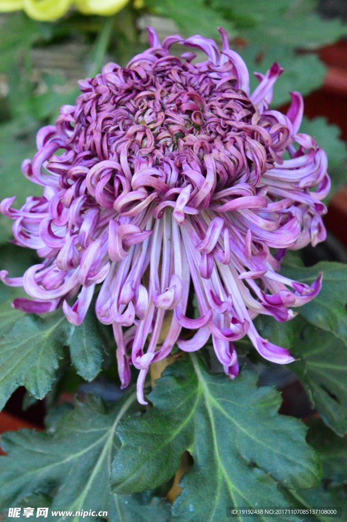 菊花