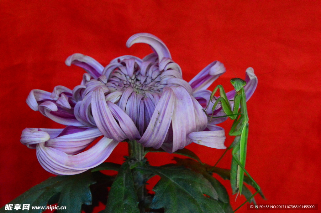 菊花