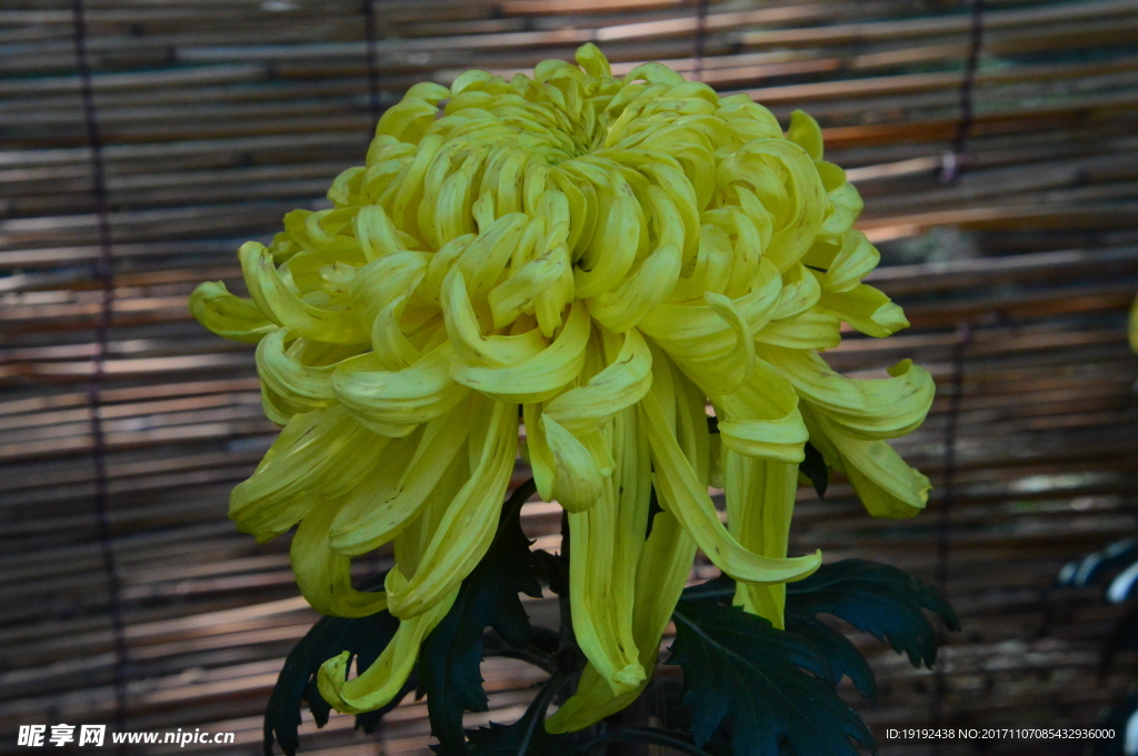 菊花