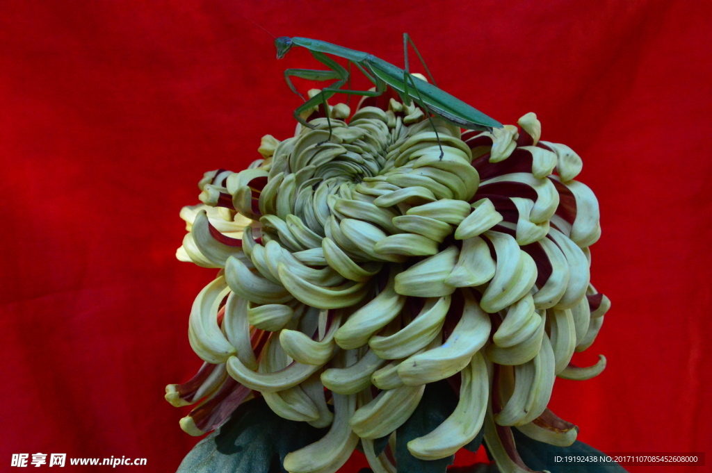 菊花