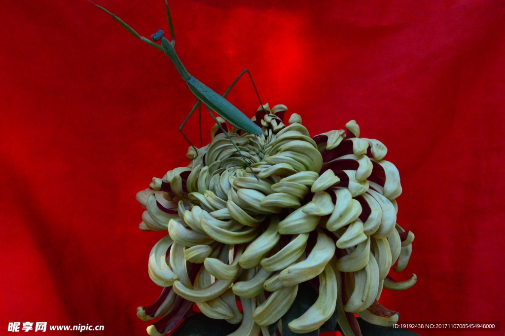 菊花