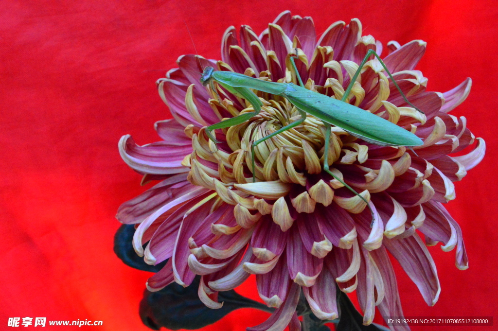 菊花
