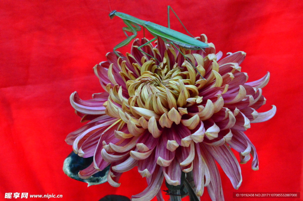 菊花