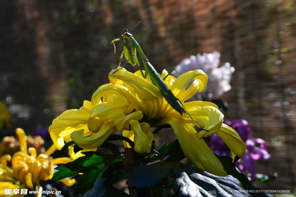 菊花