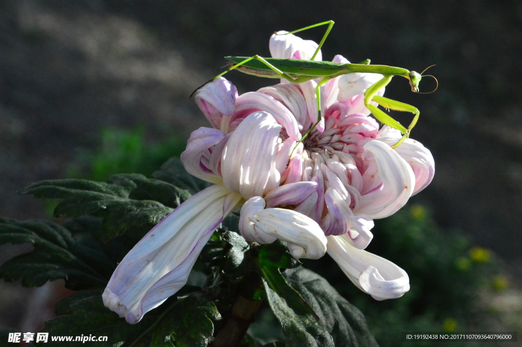 菊花