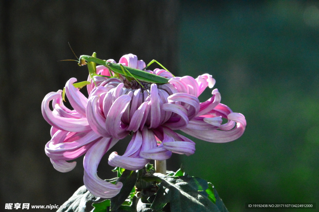 菊花
