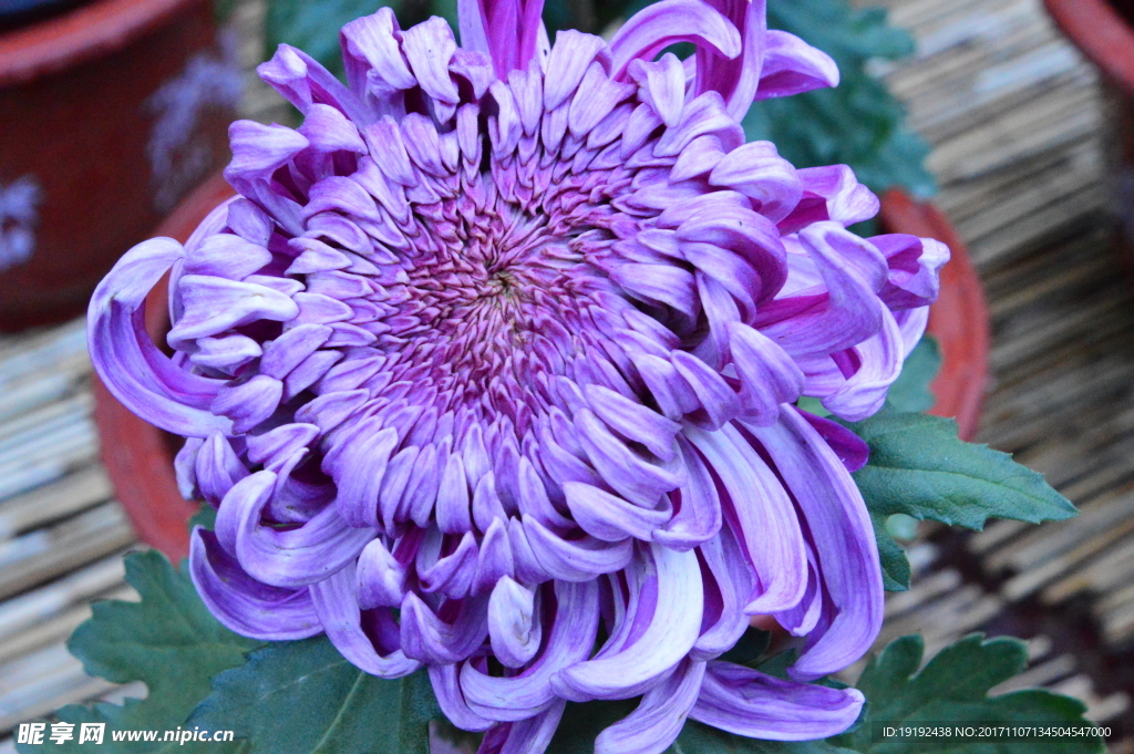 菊花