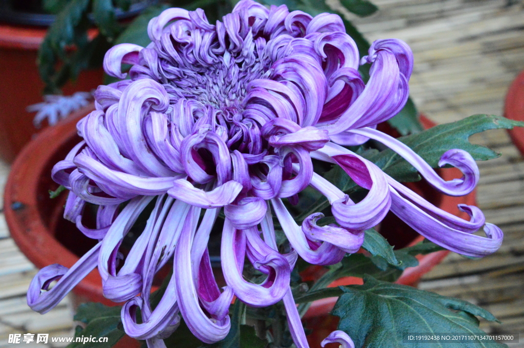 菊花