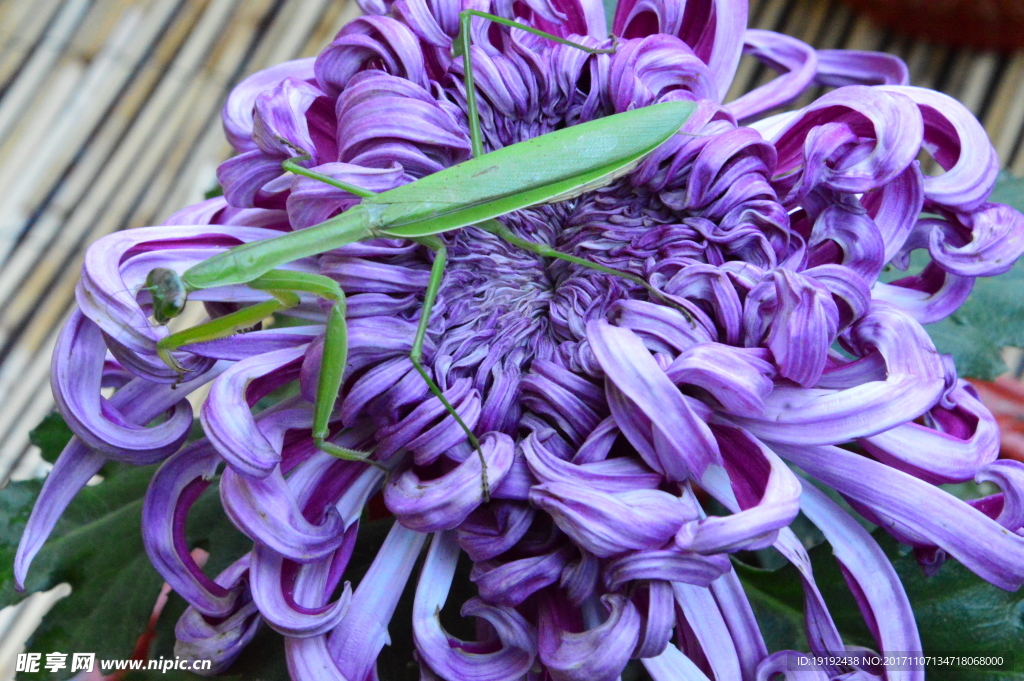 菊花