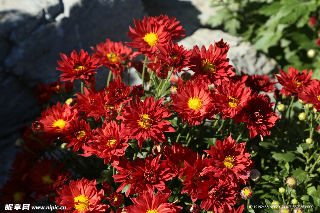 菊花