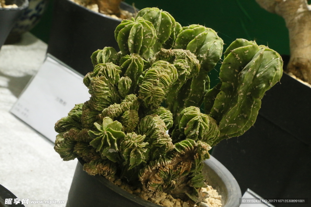 仙人球