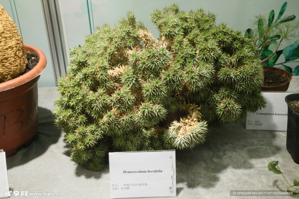 仙人球