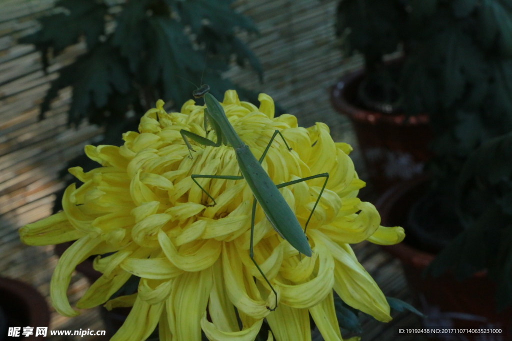 菊花
