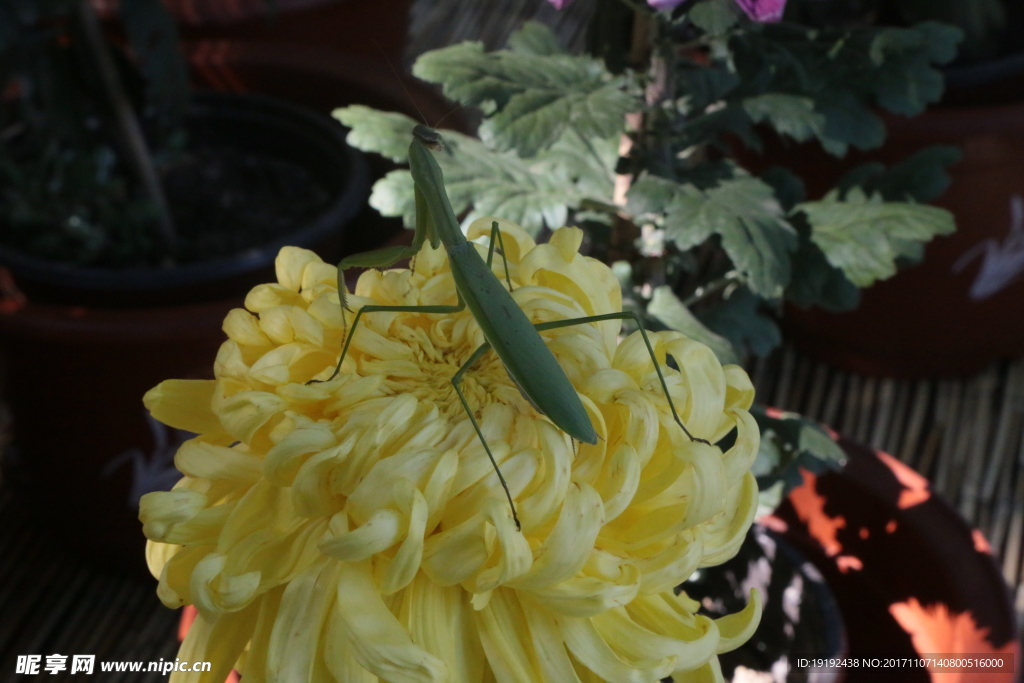 菊花