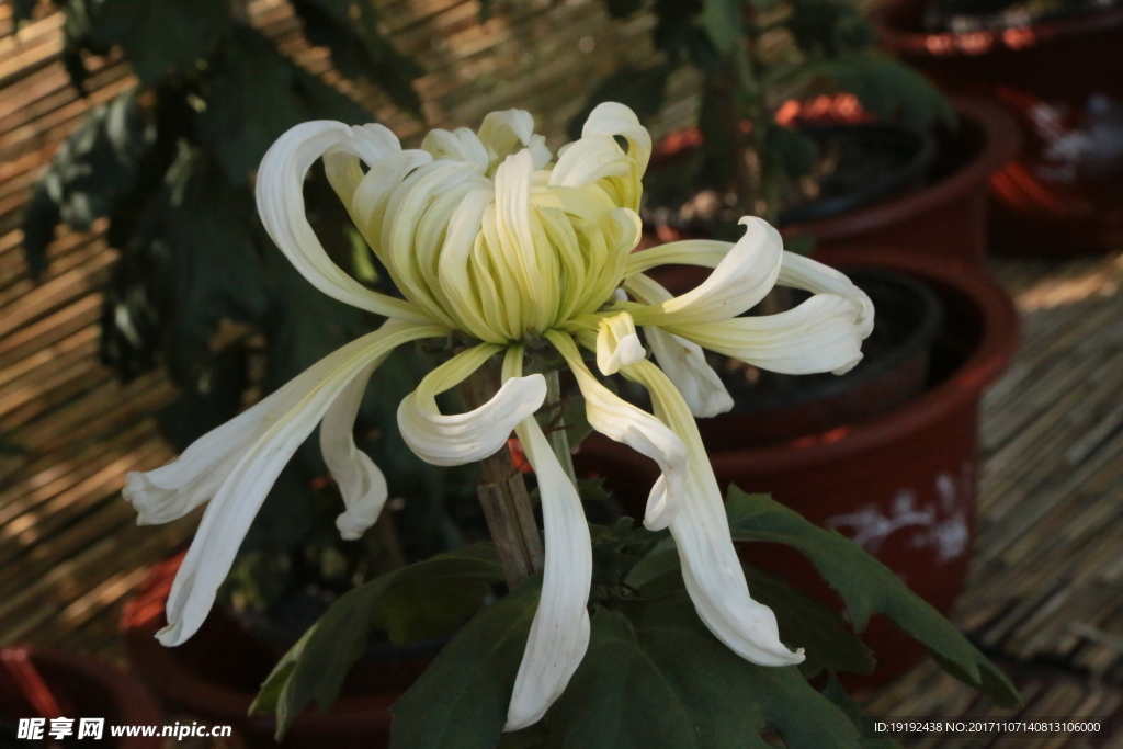 菊花