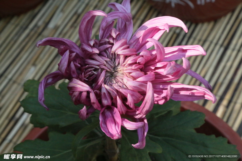 菊花