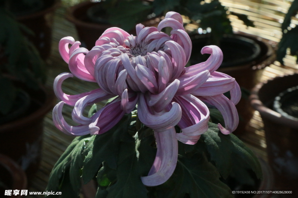菊花