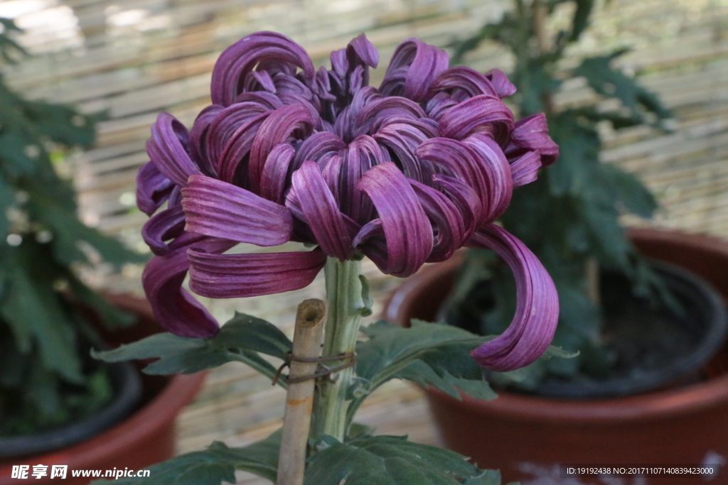 菊花