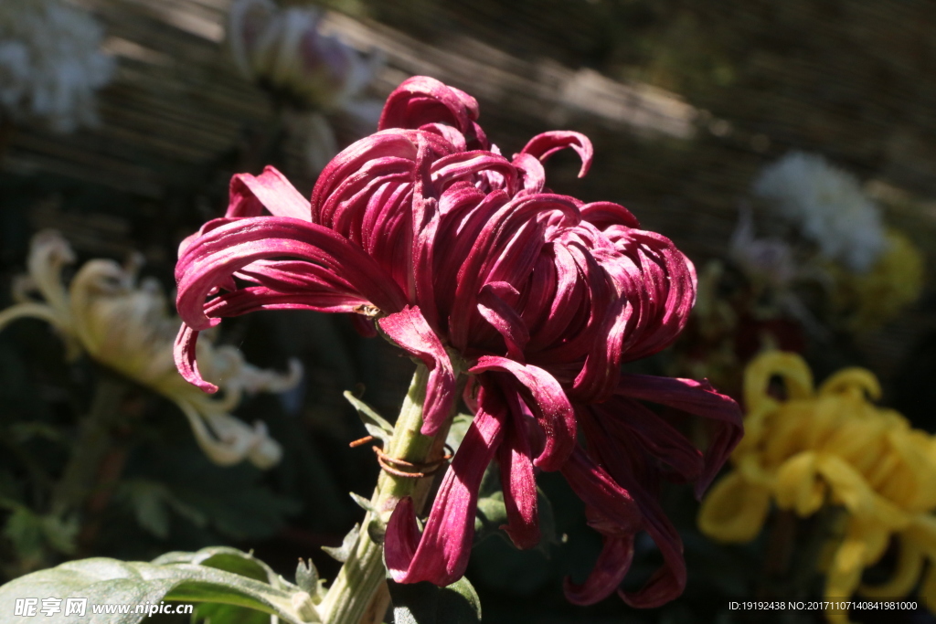 菊花