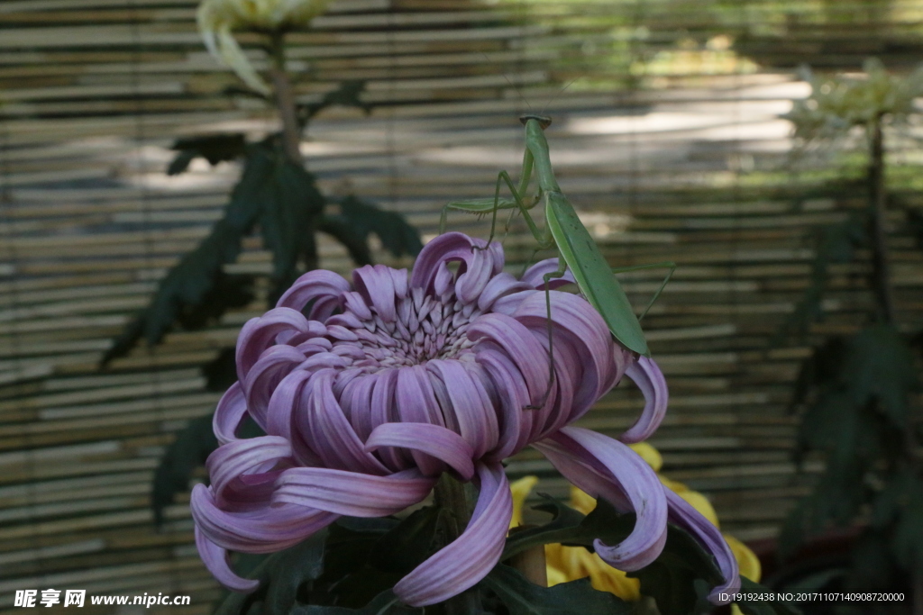 菊花