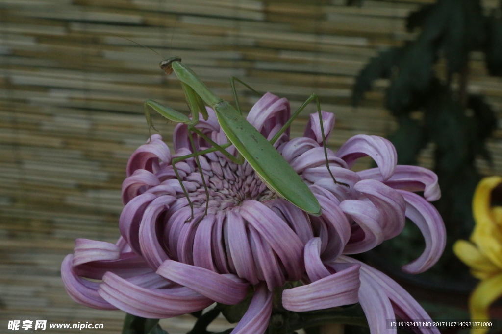 菊花
