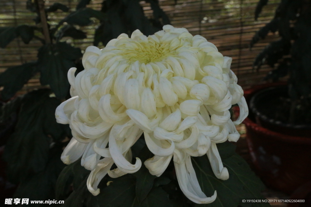 菊花