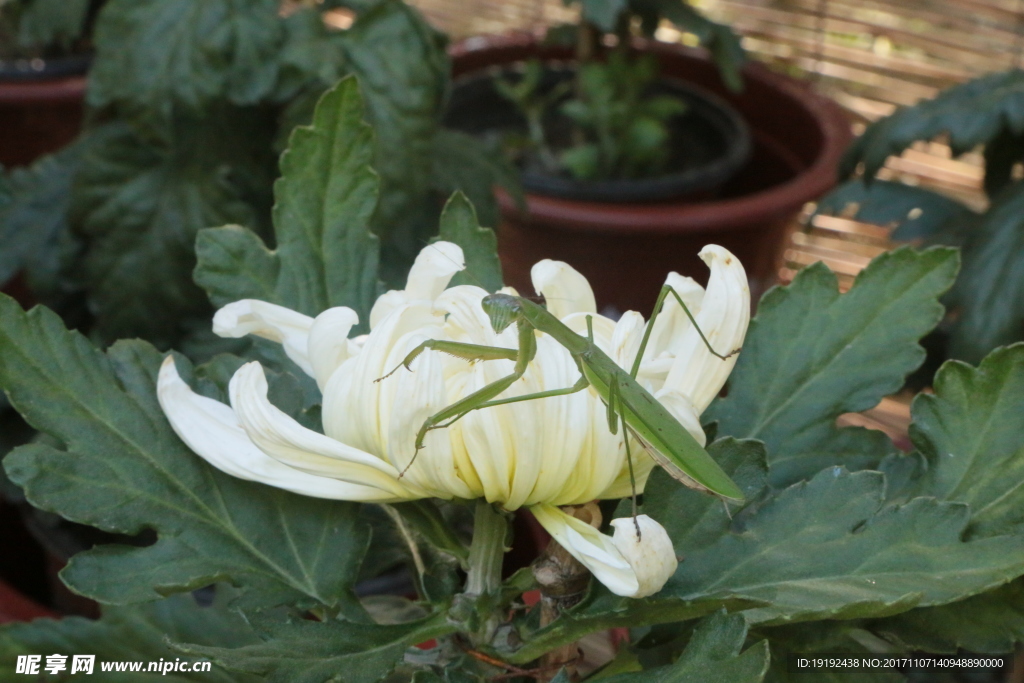 菊花