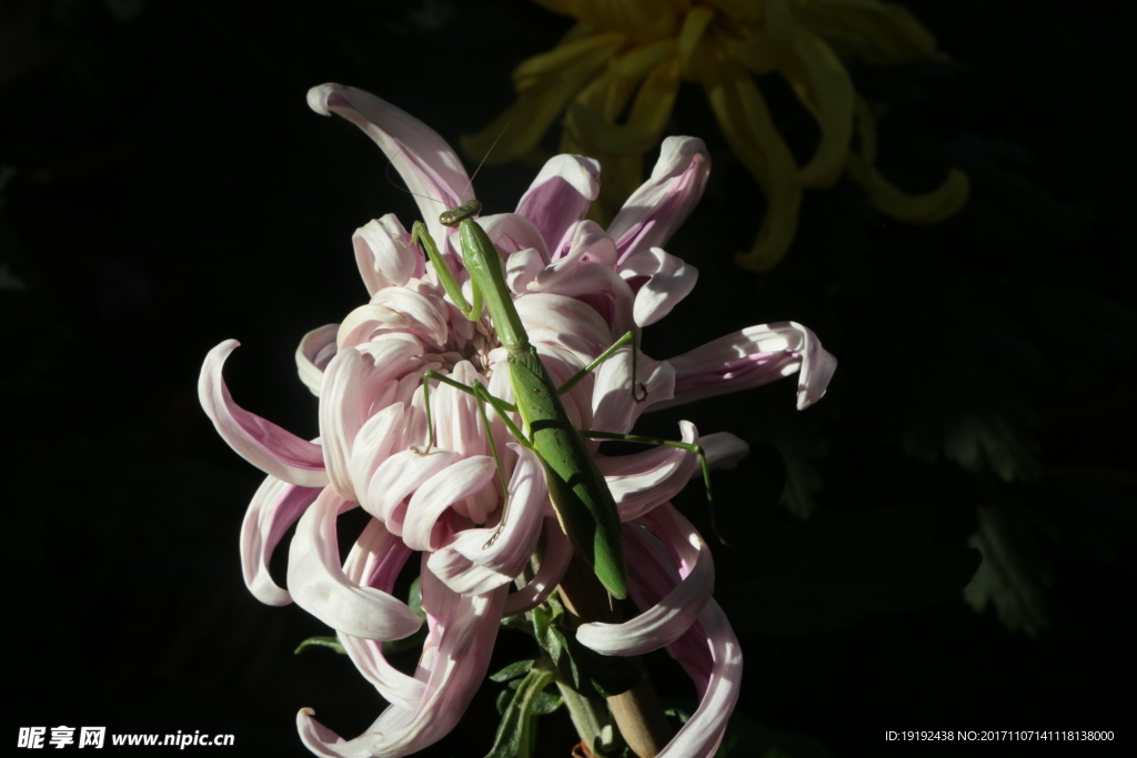 菊花