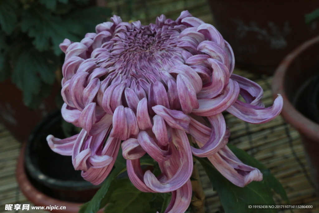 菊花