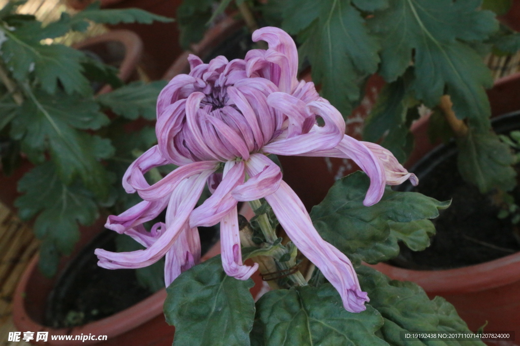 菊花