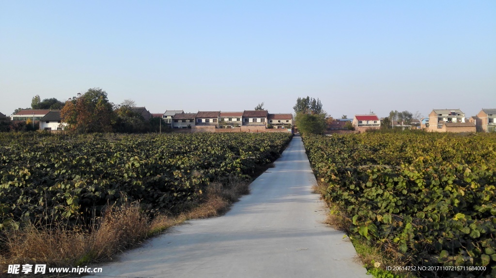 乡村道路风景