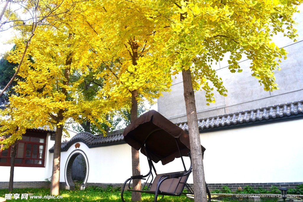 银杏树小院风景