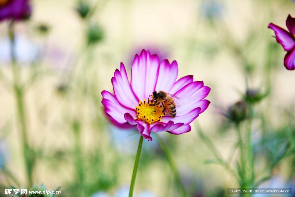 格桑花