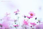 格桑花