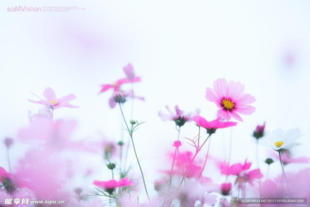 格桑花