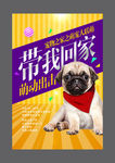 宠物
