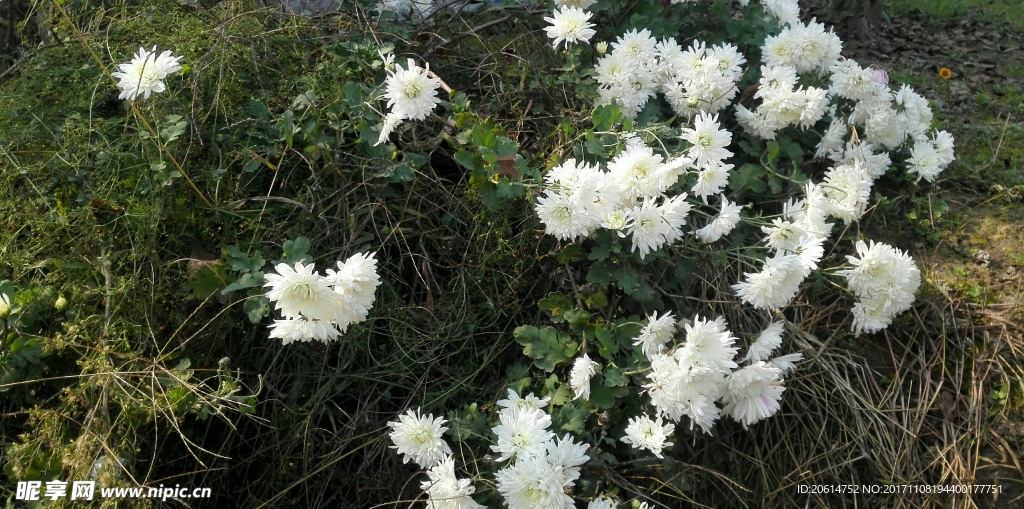 美丽的菊花