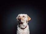 狗狗