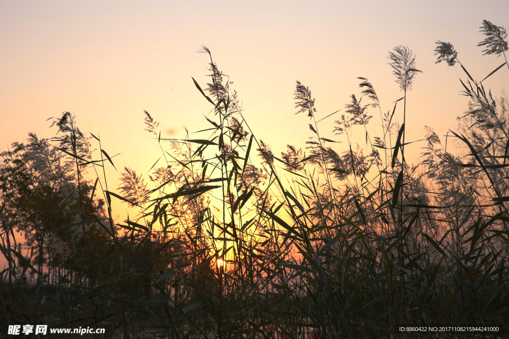 日落前的野草