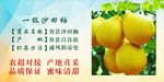 柚子 生鲜 水果 海报