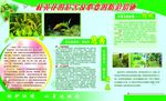 一枝黄花  黄花危害  黄花