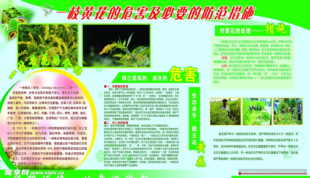 一枝黄花  黄花危害  黄花