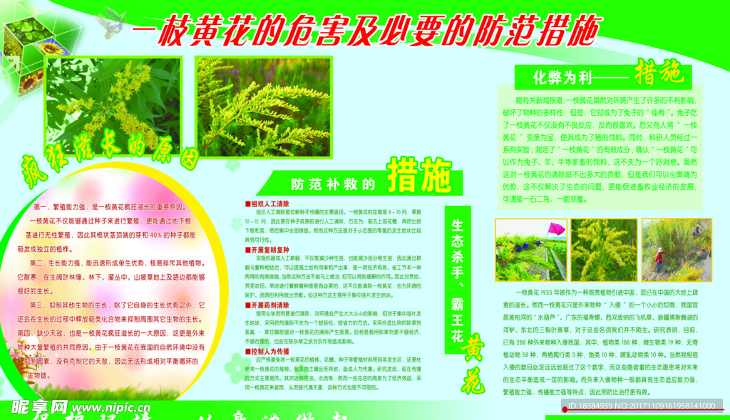 铲除黄花