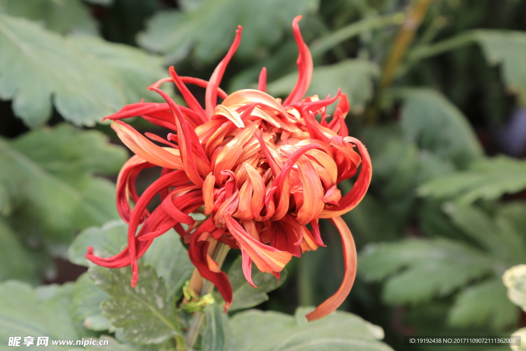 菊花